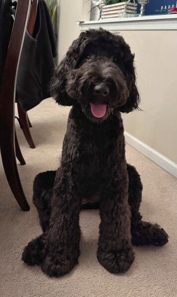 Olive the Airedoodle Looking Cute All Freshly Groomed