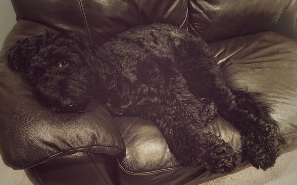 Olive doing what she does best.