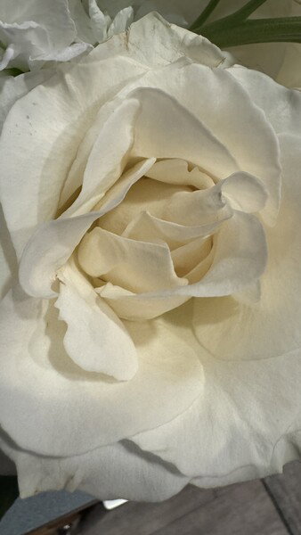 White rose close up