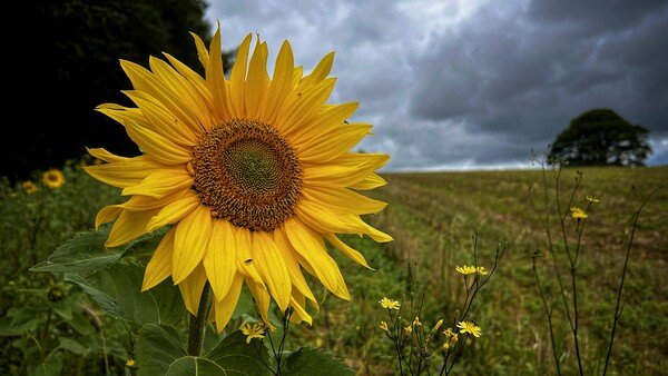 A sunflower faces the sun on a hill, but in the background are dark grey ominous clouds. A dark tree is standing alone behind. 