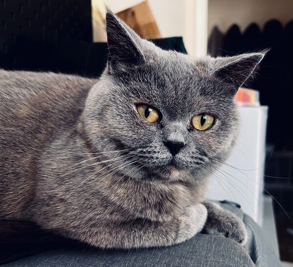 Blossom, our British Shorthair cat