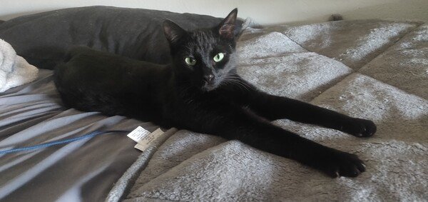This my long boy, Neptune.

A black cat is lying on a bed stretched out straight with his front legs looking exaggeratingly long.