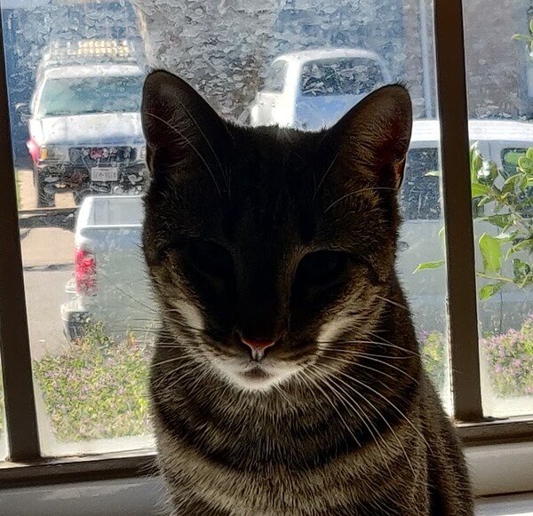 This Mercury. He's a gray and black striped cat. He's in front of a dirty window that I'm just now realizing I need to clean. The light from the window it so bright it obscures his face ominously.