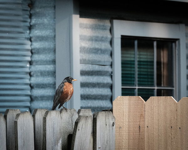 A color photo of a male Robin in profile, sitting on a fence.