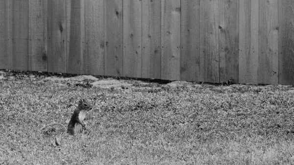 A black and white photo of a squirrel standing in a grassy backyard.