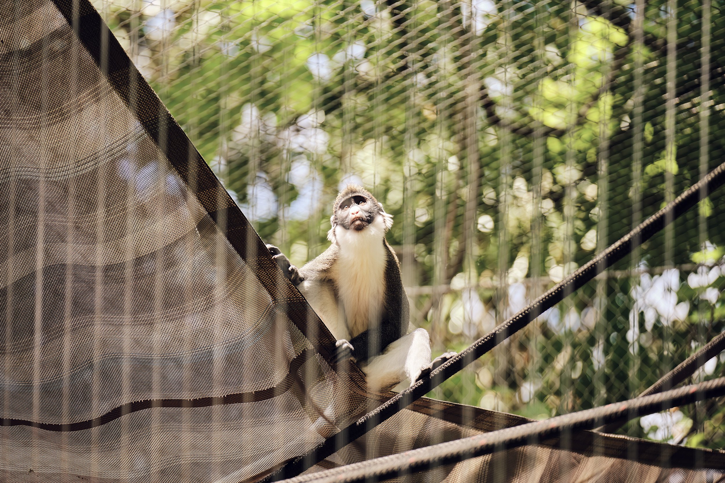 A color photo. A small monkey stands behind bars at a zoo, looking wistfully skyward.
