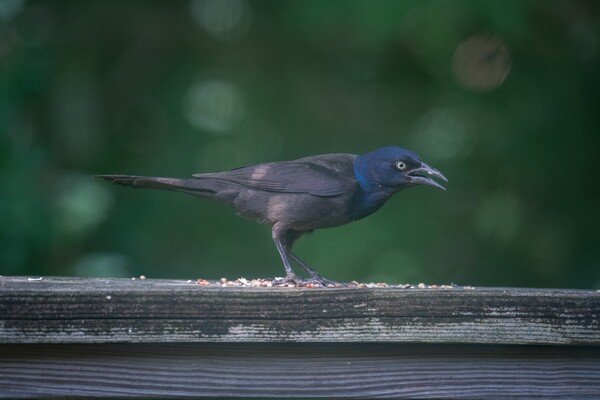 A color photo of a male Grackle (a type of bird) standing on a deck railing. He is eating birdseed and looking menacing.