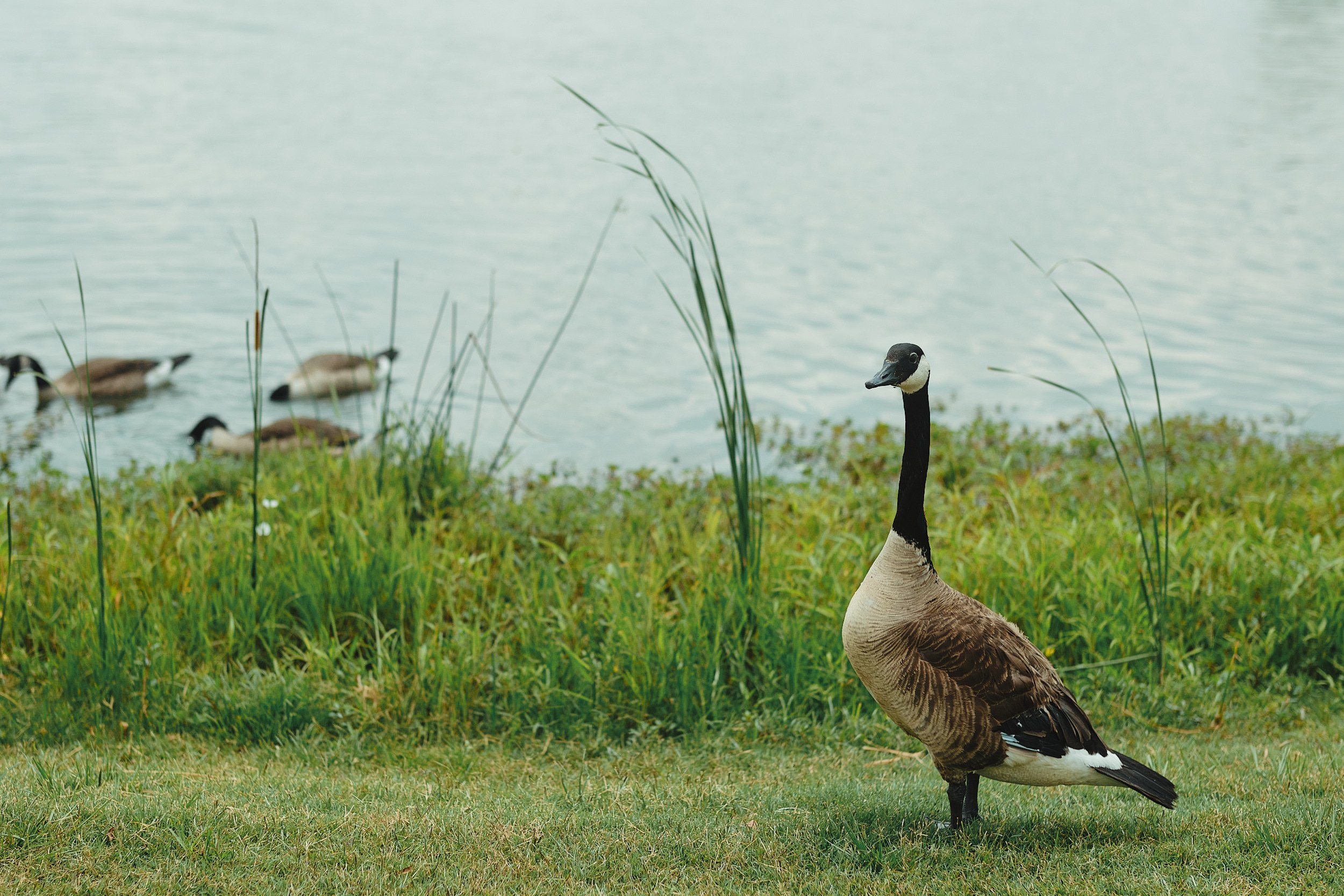 A color photograph of a majestic goose. The goose eyes the cameraman. There are weeds, more geese, and water in the background.