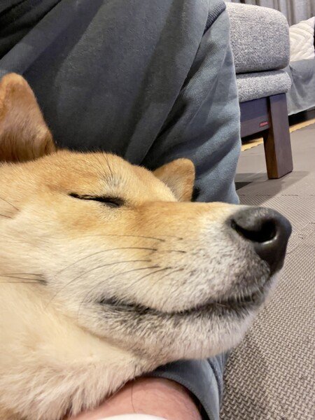Maru the Shiba asleep in my arms after a long day of play. 