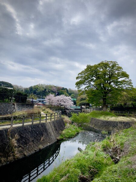 A pretty section of one of our dog walk routes, showing a small island in a river, with sakura trees in bloom.