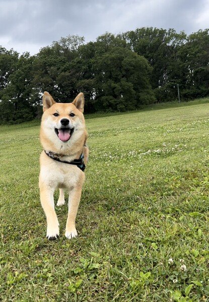 Maru the Shiba enjoying his favorite big field at the park