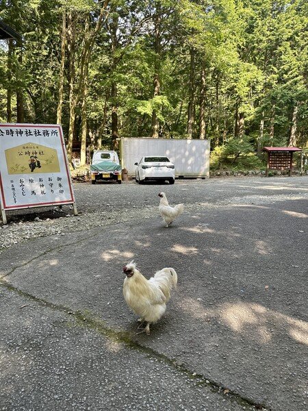 Roosters at the foot of Mt. Kintoki in Hakone