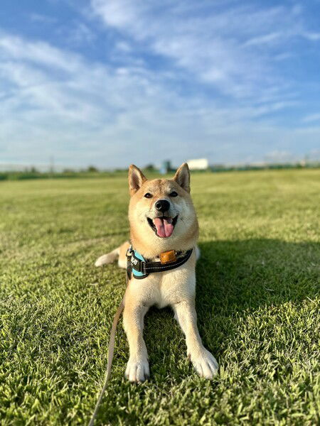 Shiba dog under blue summer sky
