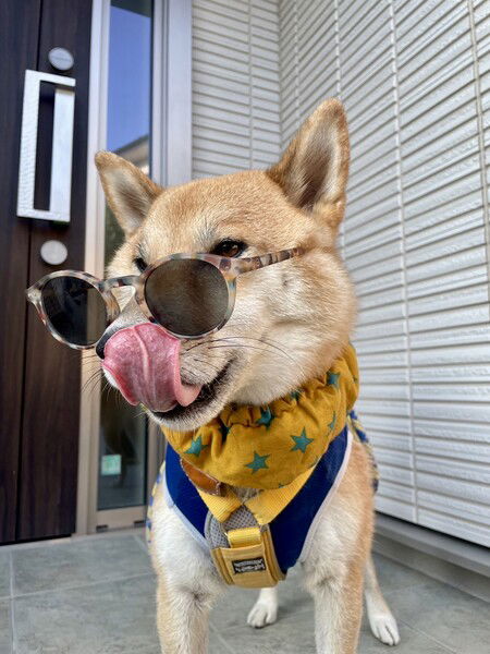 Maru the Shiba dog looking cool in sunglasses on a hot summer day 