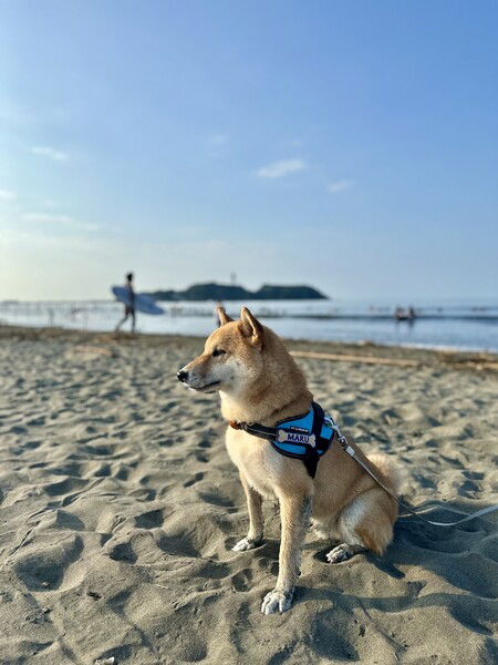With Maru the Shiba at Kugenuma beach