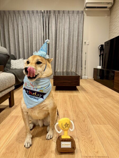 Maru the Shiba turned 4 today - here he is with his Winner Trophy chew toy, patiently awaiting his chicken burger (shaped like a 4) and whipped yogurt meal. 