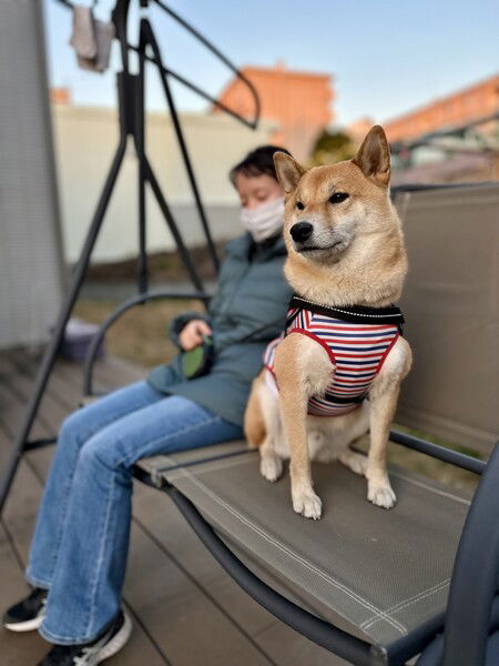 Maru the Shiba on his favorite garden swing