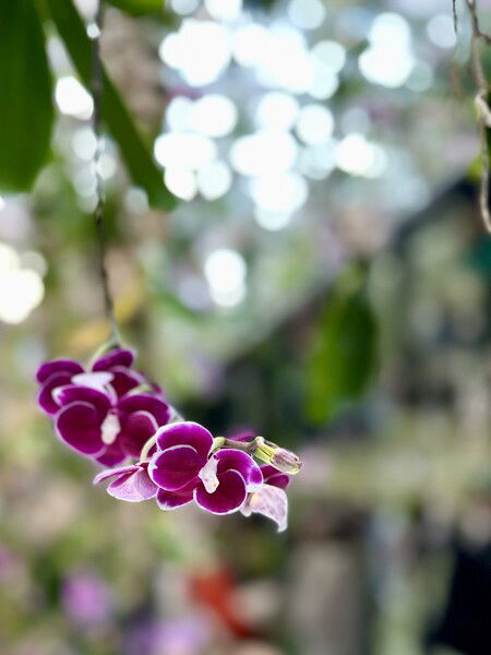 TeamLab Planets Toyosu Garden installation, hanging orchids
