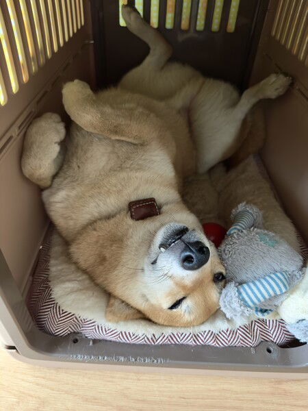 Shiba dog upside down in his crate