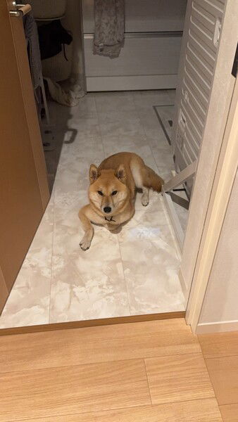 Maru is afraid of storms 
