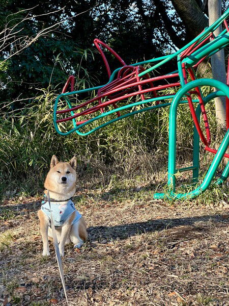 A Shiba dog sits in front of a green playground structure in a park, wearing a blue vest.