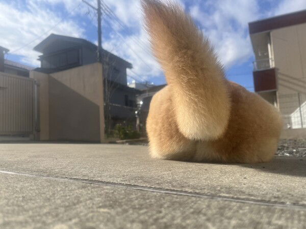 A brown and white dog sprawls outdoors with its tail up, near a house under a bright blue sky.