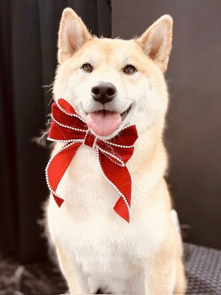 A happy Shiba dog with a red bow sits on a black background, indoors.