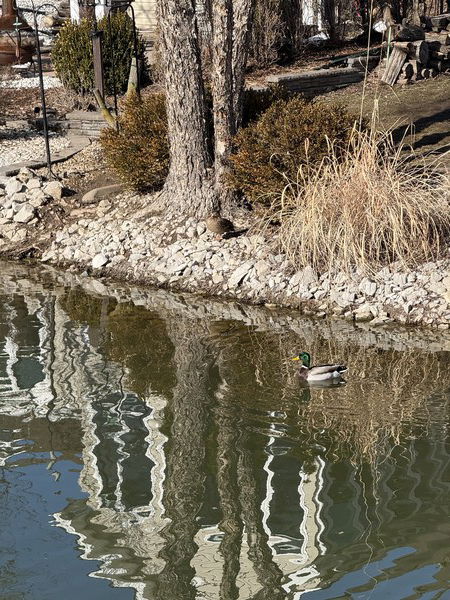 A male Mallard alone with his thoughts. #TheCompoChallenge