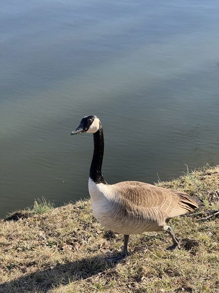 A beady eye focuses on me. 
