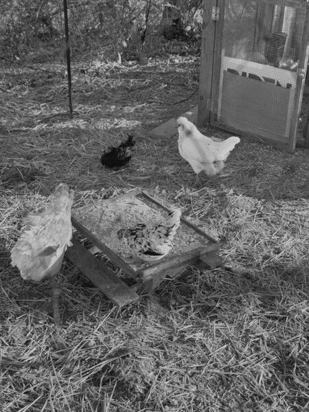 AgBr Paterson Acupan 800

Chickens in a nearby coop. 