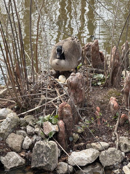 A Canada Goose tending to eggs in a nest. 