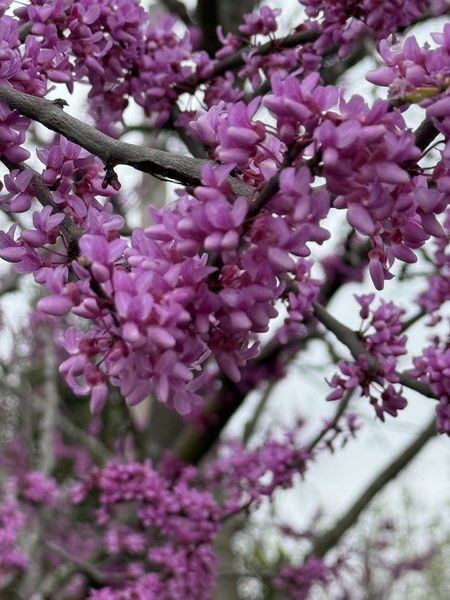 Redbuds are in full bloom