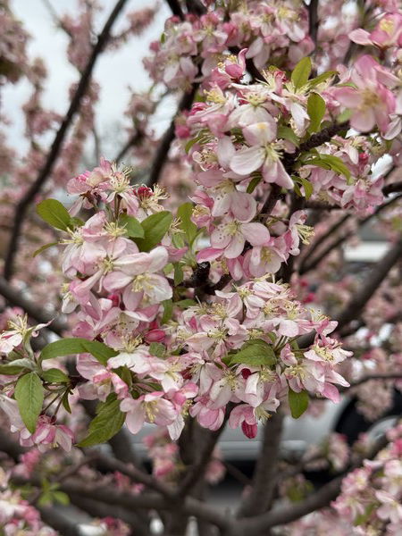 A flowering crabapple tree in an Aldi parking lot 