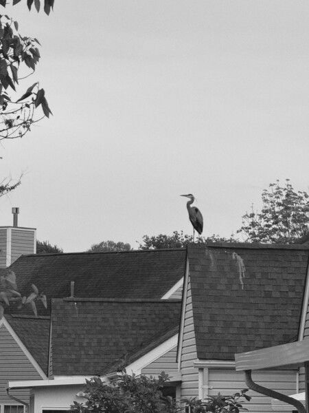 A Blue Heron near its usual roosting spot on the roof. B/W conversion from the AgBr app using the Kodak 400TX emulation. 