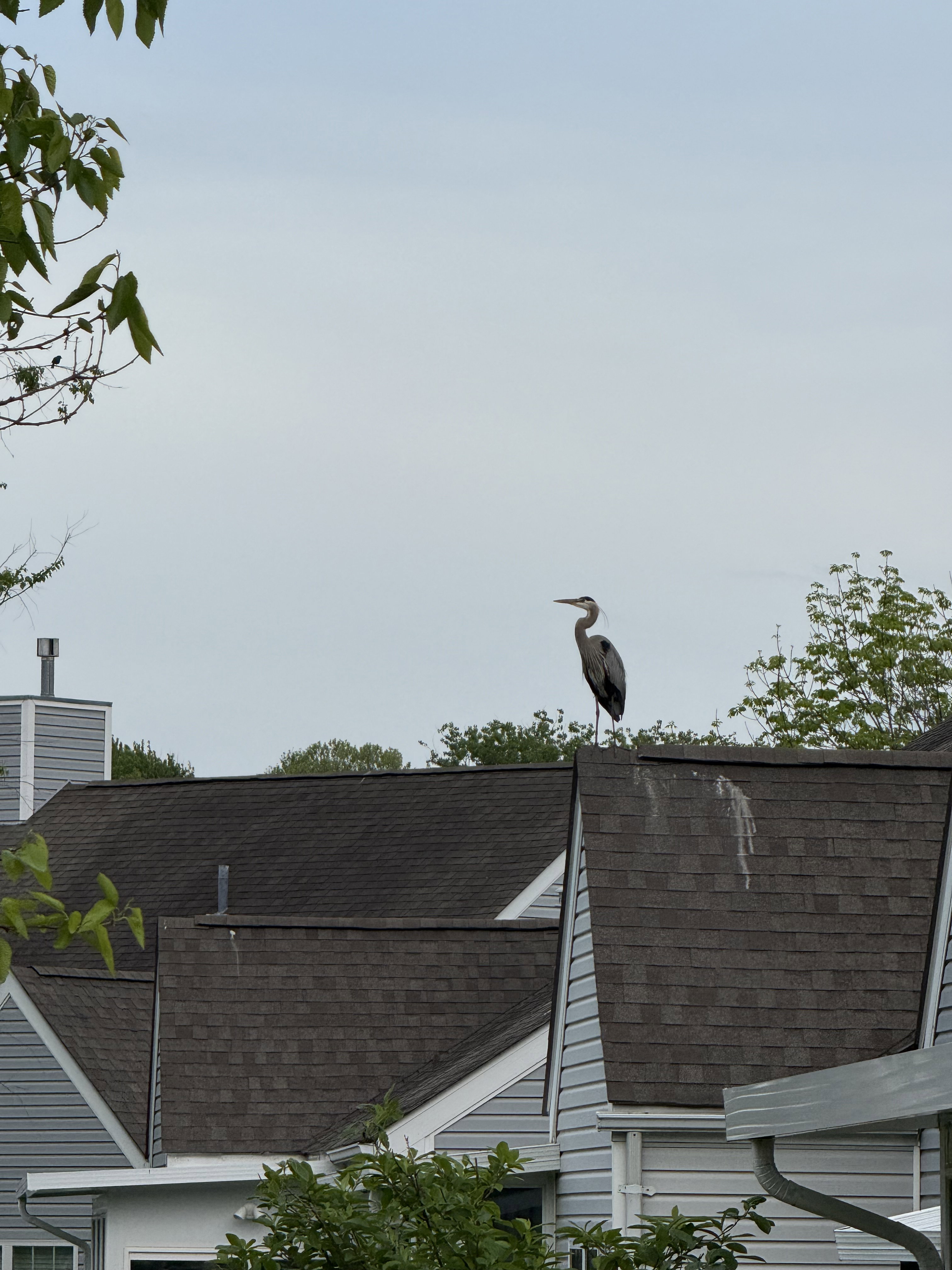 I think this Great Blue Heron likes to roost on this rooftop. I think this Great Blue Heron likes to roost on this rooftop.