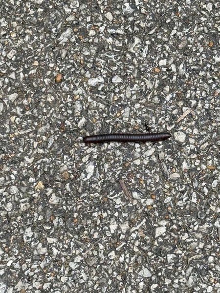 A millipede encounter from last weekend. 