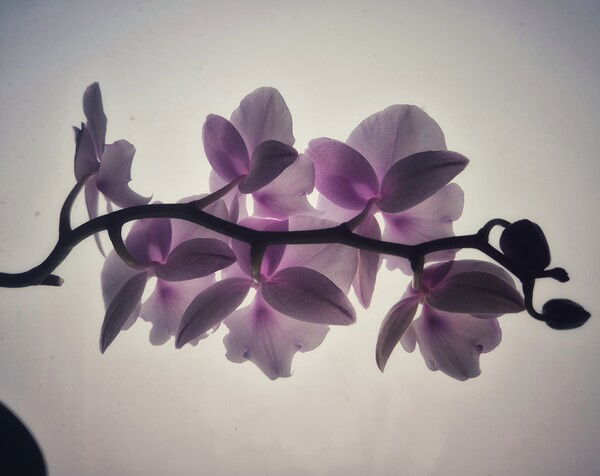 My orchid has started blooming again after almost a year. With all the wintery white outside, it's a lovely splash of colour.