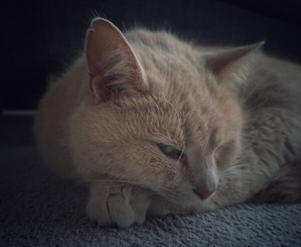 Side eye
#CaturDay