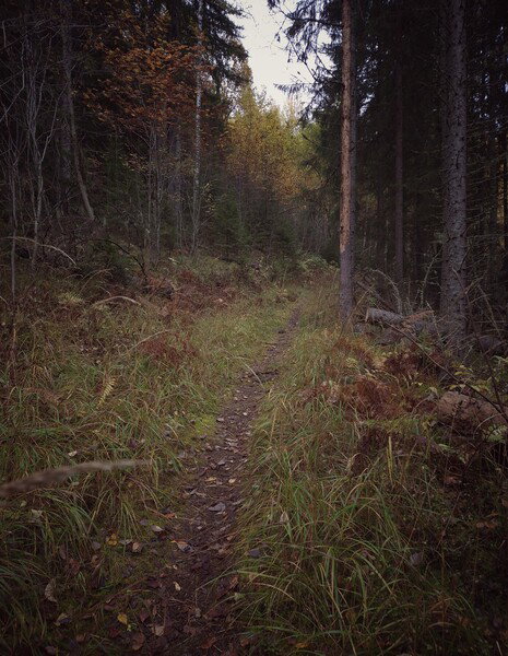 «Naar jeg gaar den gengrodde Sti ind gennem Skogen skælver mit Hjærte i en ujordisk Glæde.»