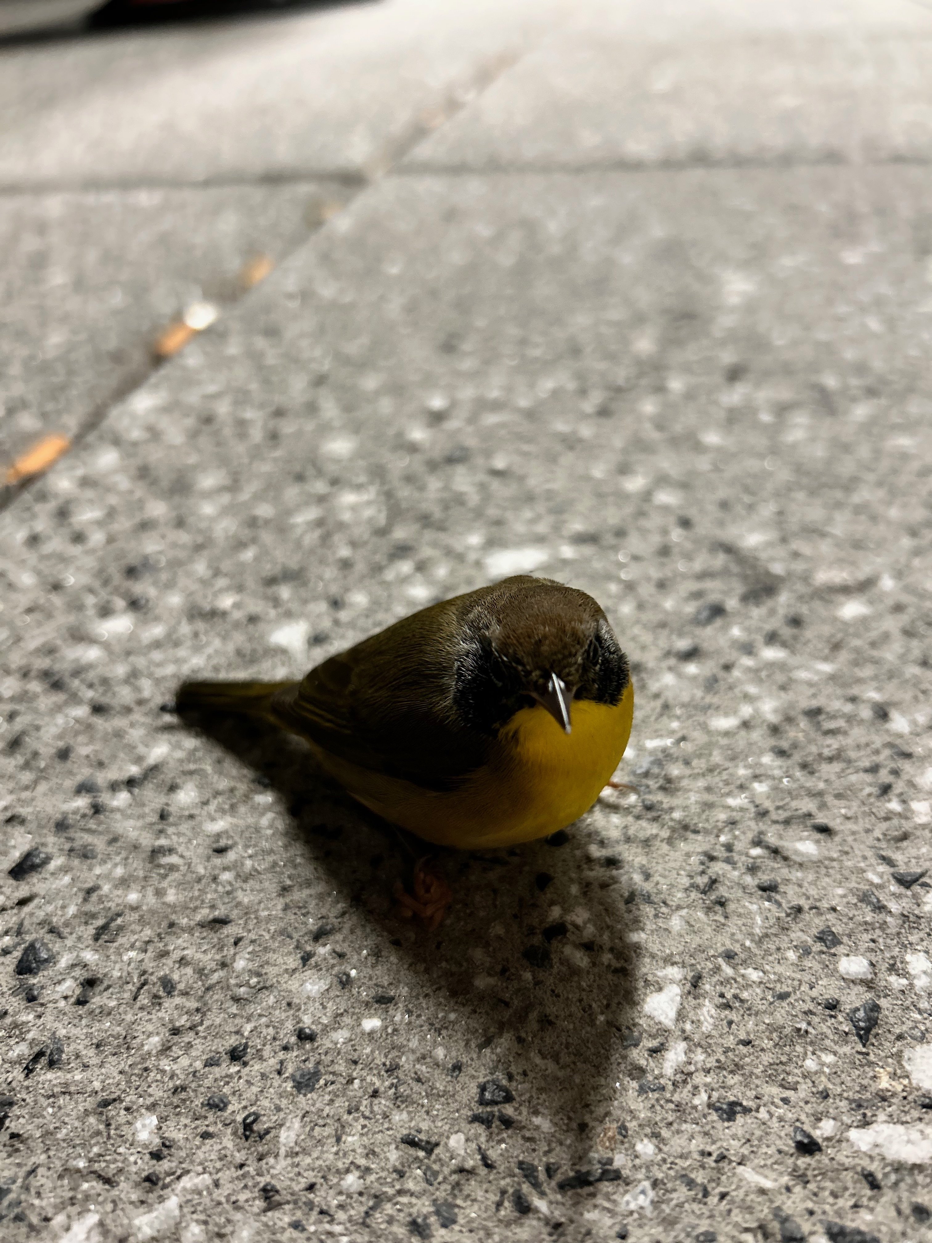 I found this bird outside while I was on my break at work. It let me get surprisingly close, which made me think it was injured at first, but then it flew off :(