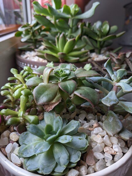My thicc succulents: Some spiky, some curvy, set into 2 bowls with white gravel on top of the soil.
