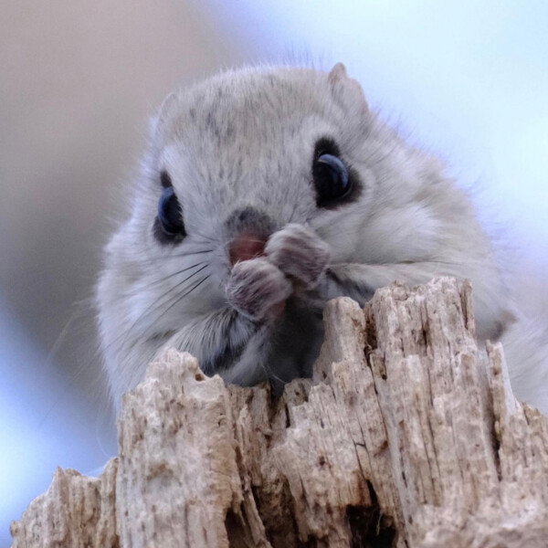 :3 
