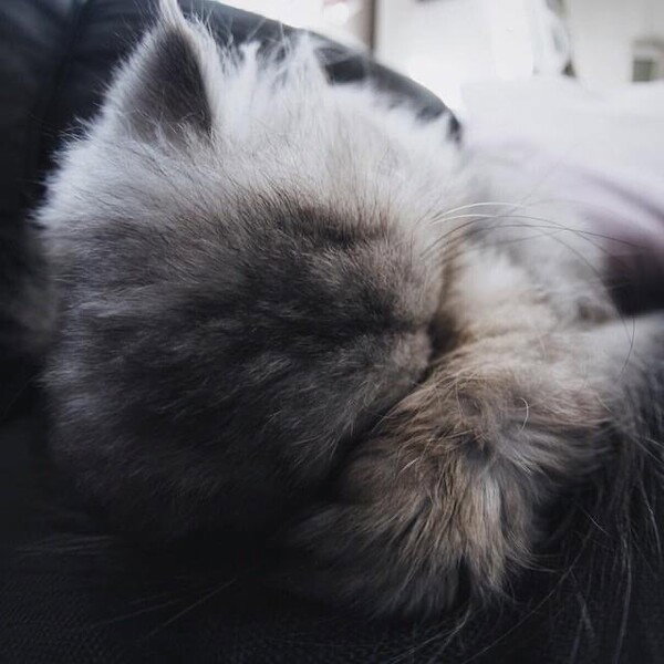 Zzz 