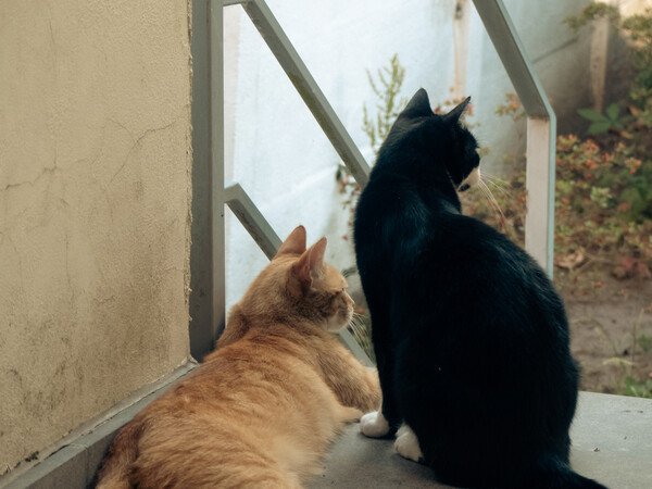 The neighbors, a black and orange cat, visiting.
The orange cat is lying and the black one is sitting on our terrace looking in the direction of our garden