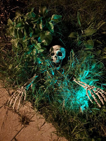 Skelet komt uit de grond gekropen