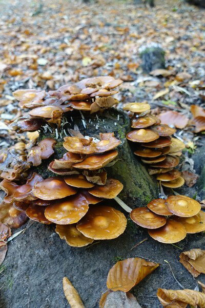 Paddenstoelen 