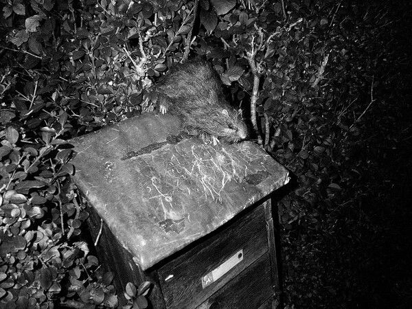 Namaakrat op een brievenbus als Halloween-versiering