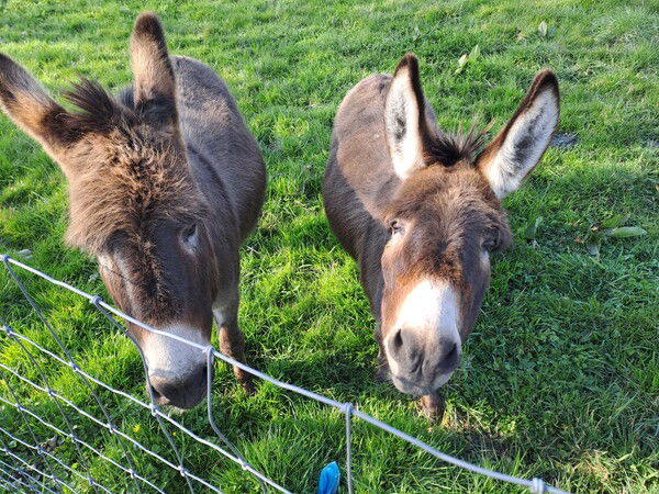 Simon maakt vrienden