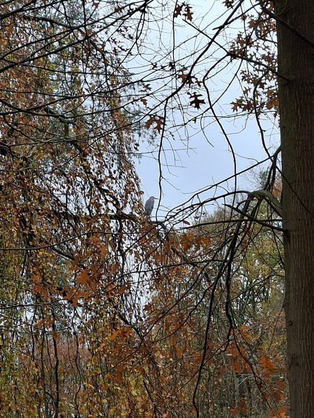 Een reiger mijmerend in een boom