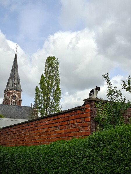 Kat op wacht